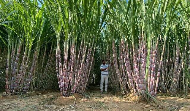 المحاصيل السكرية.. د. أيمن العش يوضح أهمية إعلان سعر الضمان 1 المحاصيل السكرية