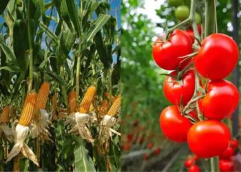 تحميل المحاصيل