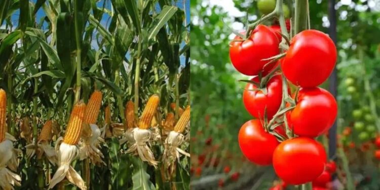 تحميل المحاصيل الزراعية على الطماطم.. قواعد واشتراطات 1 تحميل المحاصيل