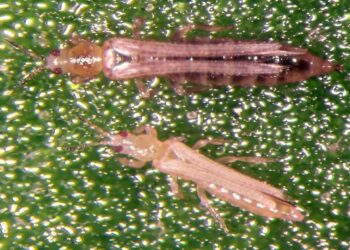 تربس الأزهار