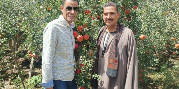 «زراعة أسيوط»: توجه برصد أى مخالفات لحرق المخلفات الزراعية..وتتابع حصاد الرمان 1 زراعة أسيوط