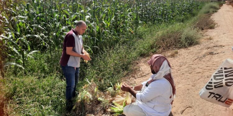 زراعة الإسكندرية تعلن بدء حصاد محصول الذرة الشامية 1 محصول الذرة الشامية