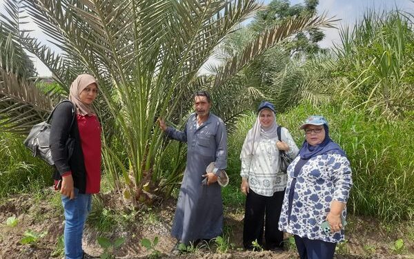 «زراعة الجيزة» تنظم ندوة إرشادية عن محصول النخيل 1 زراعة الجيزة