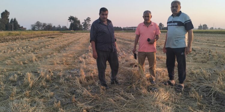 «زراعة الغربية»: توجه بتكثيف الدور الإرشادي استعدادا للموسم الشتوي ..وتتابع تدوير المخلفات الزراعية 1 زراعة الغربية