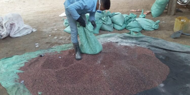 «زراعة بني سويف»: توصي باستخدام التقاوي المعتدة ..ومكافحة القوارض 1 زراعة بني سويف