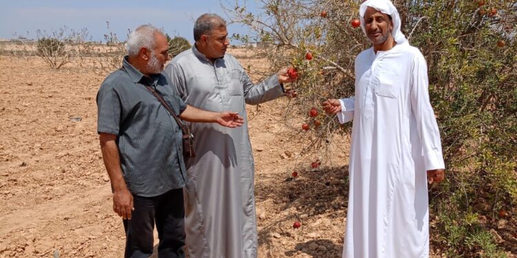 «زراعة مطروح»تتابع زراعات الزيتون والتين والعنب والرمان..وتصدر 5 توصيات لمواجهة السيول 1 زراعة مطروح