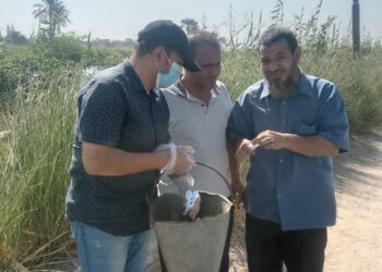 زراعة المنيا