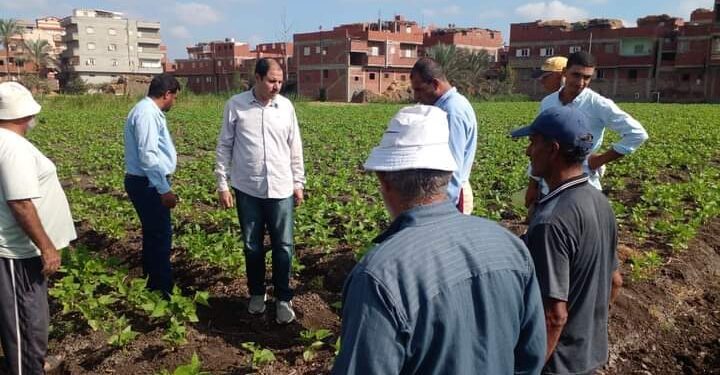 «زراعة الدقهلية»: 11 توصية لمحصولي «القمح والفاصوليا» تعرف عليها 1 زراعة الدقهلية