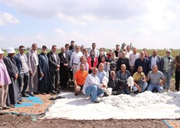 زراعة دمياط