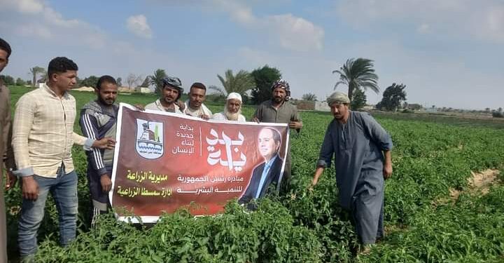 زراعة بني سويف