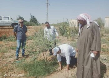 زراعة السويس