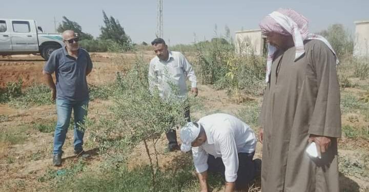 زراعة السويس