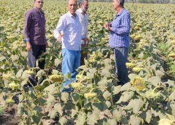 زراعة الفيوم