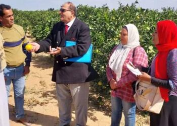 زراعة النوبارية