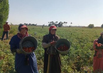 زراعة الشرقية