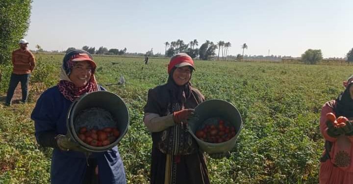 «زراعة الشرقية»: توصي مزارعي «الطماطم» بأهمية التسميد البوتاسى وتواصل تطهير المصارف 1 زراعة الشرقية