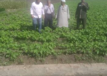 زراعة الشرقية