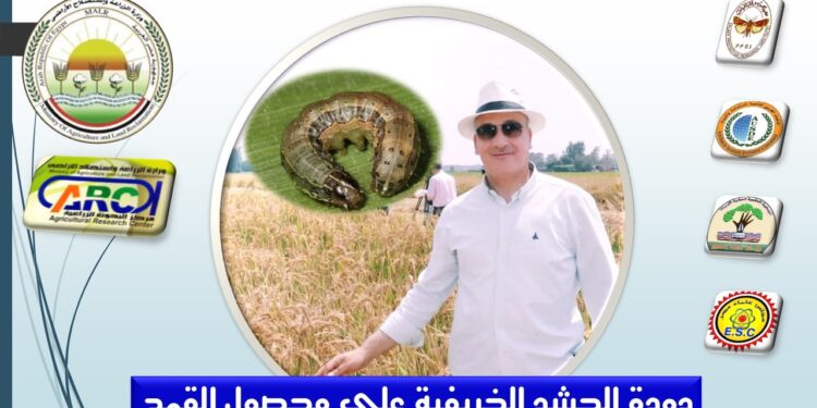 دودة الحشد الخريفية على محصول القمح .. التحديات وكيفية مواجهتها 1 دودة الحشد الخريفية على محصول القمح