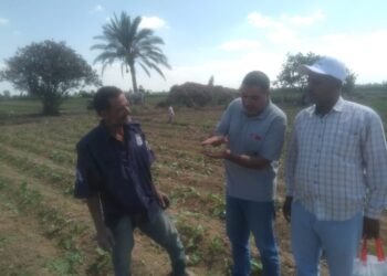 زراعة الإسكندرية