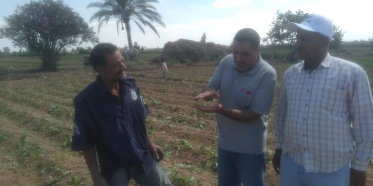 «زراعة الإسكندرية»: 4 توصيات لجني سليم للقطن..وفرق إرشادية عن التغيرات المناخية 1 زراعة الإسكندرية