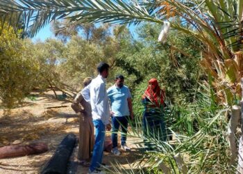 زراعة جنوب سيناء