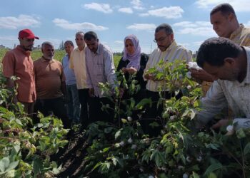 زراعة دمياط