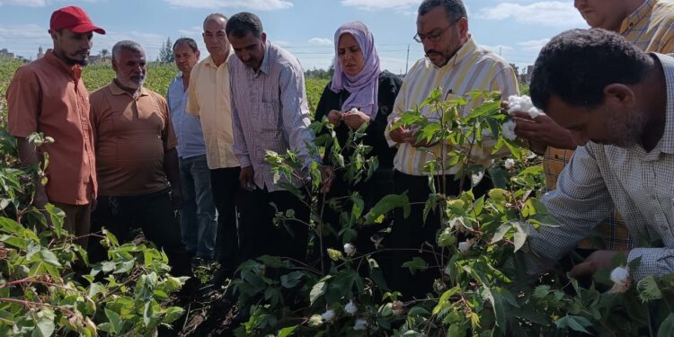 «زراعة دمياط» توجه الإدارات الزراعية بالتيسير على مزارعي القطن خلال أعمال تسليمه بالحلقات 1 زراعة دمياط