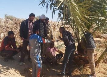 زراعة مطروح