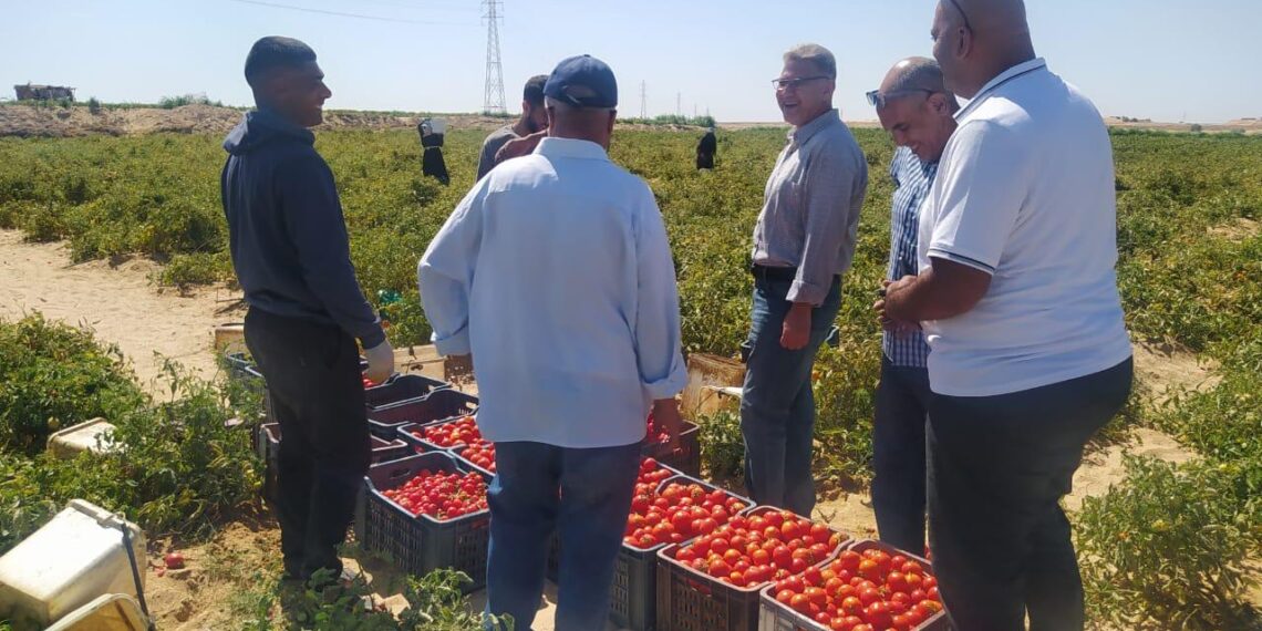 د. أحمد رزق: 6 تكليفات لتطوير إنتاج المحاصيل ومنظومة مكافحة الآفات بـ «زراعة شمال سيناء» 1 د. أحمد رزق يتفقد مزارع زراعة شمال سيناء