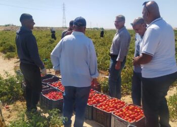 د. أحمد رزق يتفقد مزارع زراعة شمال سيناء