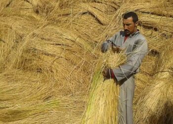 محصول الكتان