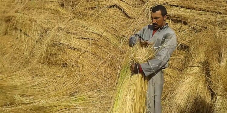 «محصول الكتان».. أهم التوصيات الفنية خلال شهر أكتوبر 1 محصول الكتان