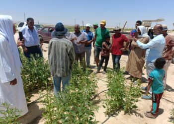 الزراعة: حملة “اسأل خبير” تواصل الدعم الفني لمزارعي التجمعات التنموية بسيناء