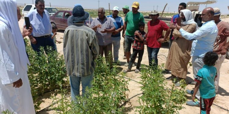 الزراعة: حملة "اسأل خبير" تواصل الدعم الفني لمزارعي التجمعات التنموية بسيناء 1 الزراعة: حملة “اسأل خبير” تواصل الدعم الفني لمزارعي التجمعات التنموية بسيناء