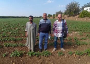 زراعة المنوفية