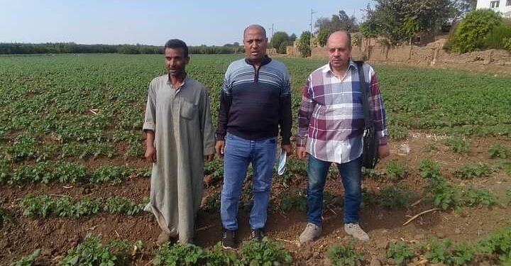 فرق إرشادية عن حفظ الأغذية وزراعات البطاطس بـ«زراعة المنوفية» 1 زراعة المنوفية