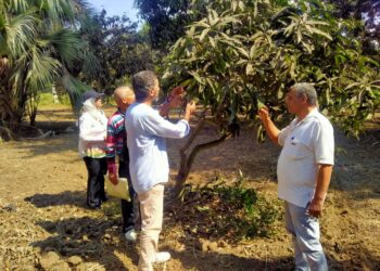 الإدارة المركزية للبساتين