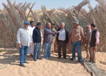  “بحوث الصحراء” بالتعاون مع أكساد يطلقان مشروع تثبيت الكثبان الرملية لمجابهة التغيرات المناخية في واحة سيوة