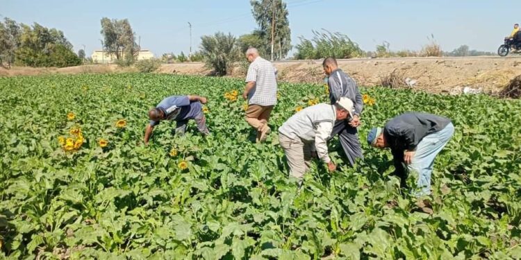 حصاد الأنشطة الإرشادية لمبادرة المراكز الإرشادية الزراعية خلال شهر أكتوبر 2024 1 المراكز الإرشادية