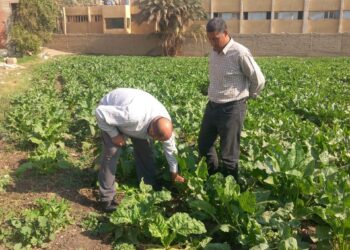 مكافحة الآفات