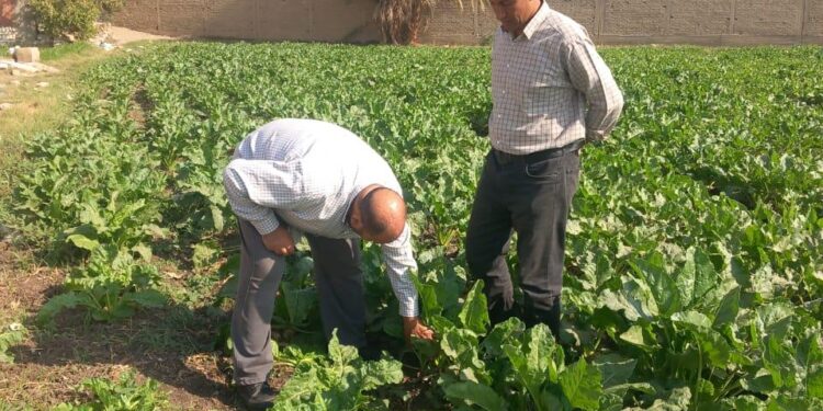 مكافحة الآفات