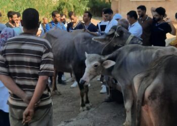 الصحة الحيوانية