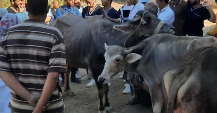 الصحة الحيوانية