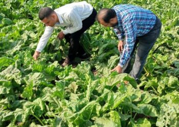 مكافحة الآفات