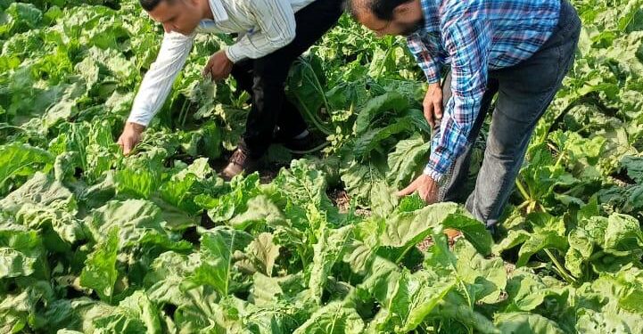 مكافحة الآفات