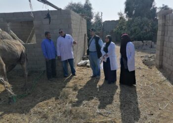 بحوث الصحراء ينظم قافلة بيطرية لتحسين صحة الثروة الحيوانية في مدينة رأس سدر بجنوب سيناء