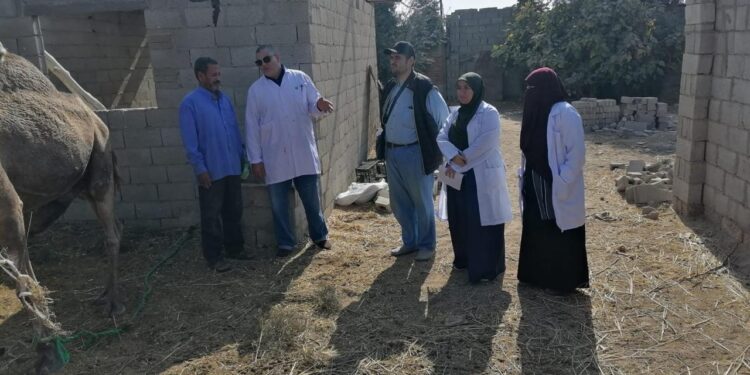 بحوث الصحراء ينظم قافلة بيطرية لتحسين صحة الثروة الحيوانية في مدينة رأس سدر بجنوب سيناء