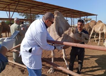 الزراعة: حملات مكثفة لتحصين الماشية ضد الحمى القلاعية وحمى الوادي المتصدع لحماية الثروة الحيوانية