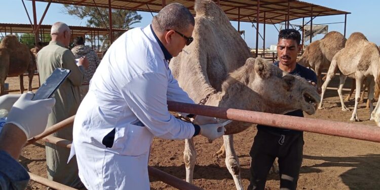 الزراعة: حملات مكثفة لتحصين الماشية ضد الحمى القلاعية وحمى الوادي المتصدع لحماية الثروة الحيوانية