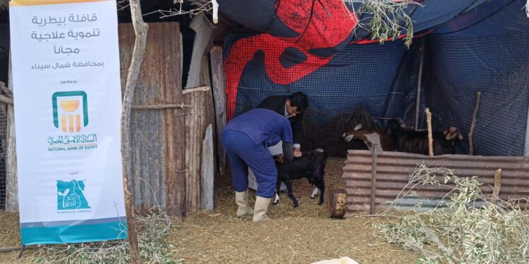 البحوث الزراعية يطلق قوافل بيطرية مجانية بالتعاون مع مؤسسة مصر الخير بشمال سيناء 1 البحوث الزراعية